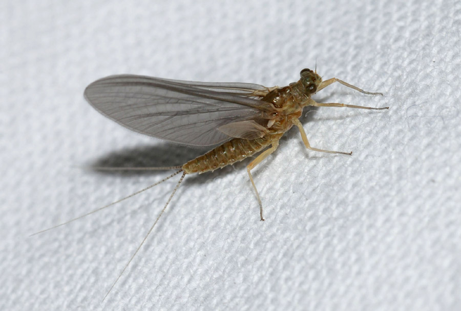 Serratella ignita